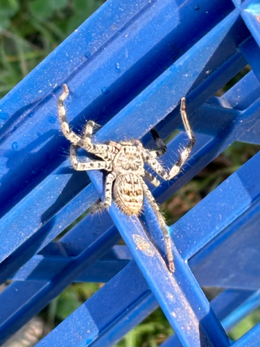 Eastern Banded Huntsman
