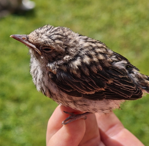Spotted Flycatcher