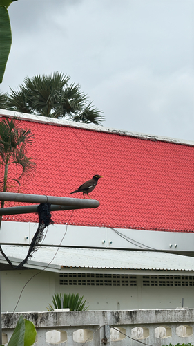 Common Myna