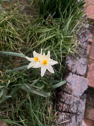 Bunch-flowered Daffodil