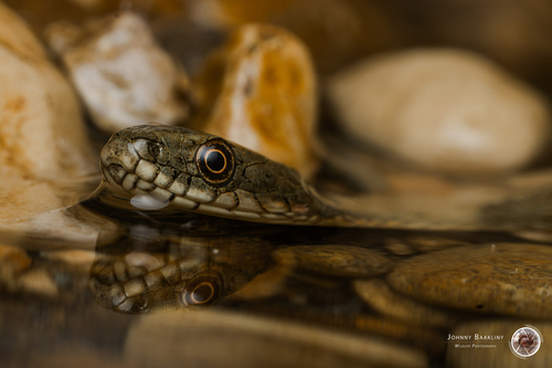 Tessellated Water Snake