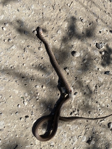 Large Whip Snake