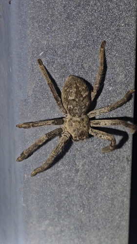 Southern Grey Huntsman