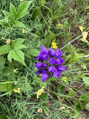 clustered bellflower
