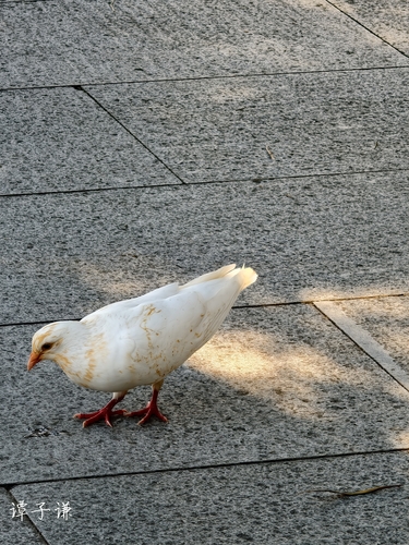 Feral Pigeon