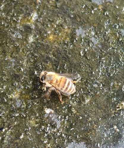 Asian Honey Bee