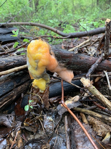 deer vomit