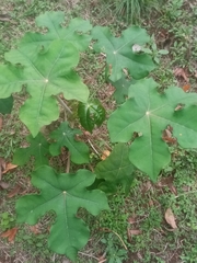 Jatropha podagrica image