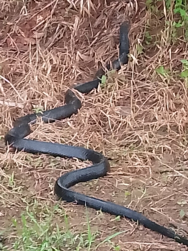 Northern King Cobra