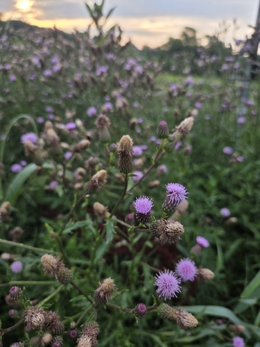 creeping thistle