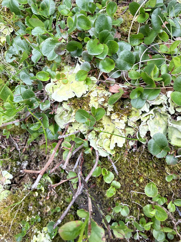 Arctic Kidney Lichen