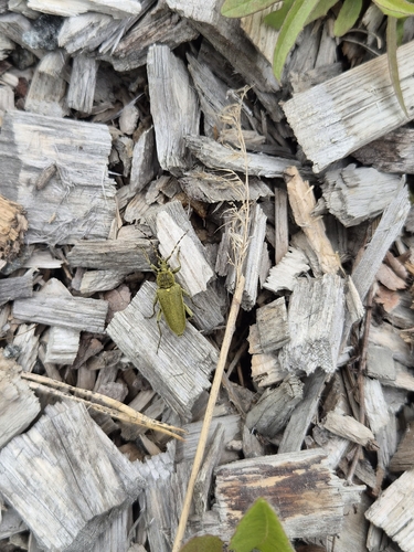 Lepturobosca virens
