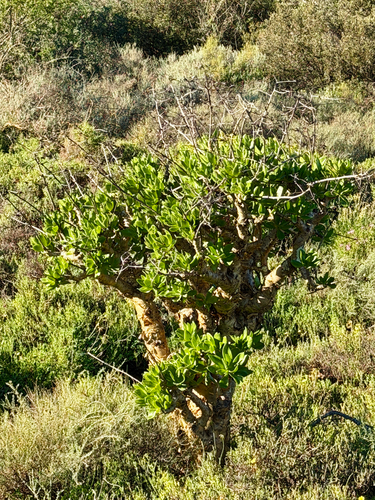 Botterboom