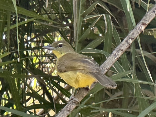 Yellow-bellied Greenbul