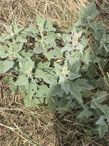 marsh mallow