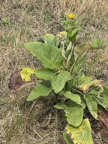 Elecampane
