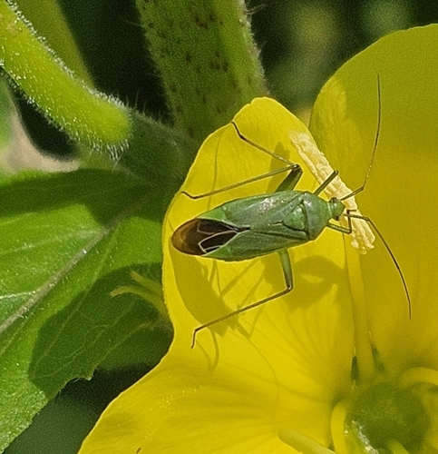 Calocoris affinis