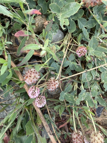 Strawberry clover