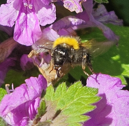 Garden Bumble Bee