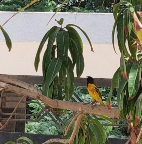 Village Weaver
