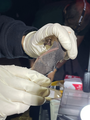 Tricolored Bat observed by anathimme