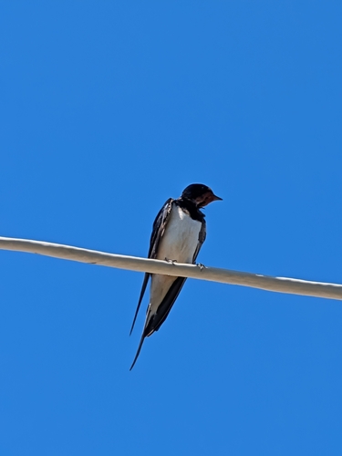 Barn Swallow