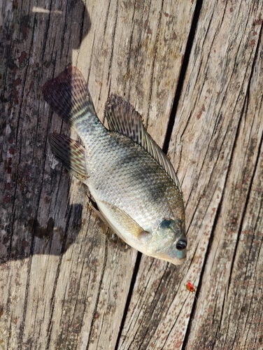Nile Tilapia