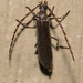 Angled False Blister Beetle - Photo (c) Owen Ridgen, all rights reserved, uploaded by Owen Ridgen