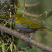 Yellow-throated Chlorospingus - Photo (c) Sebastián Vizcarra, all rights reserved, uploaded by Sebastián Vizcarra