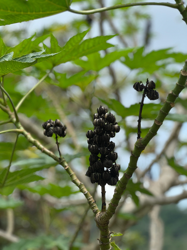 castor bean