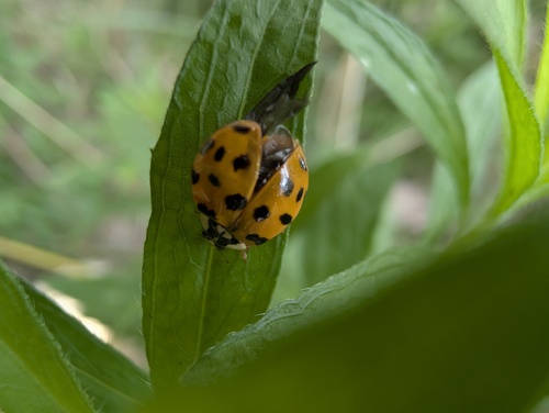 Asian Lady Beetle