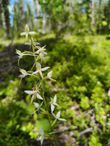 Lesser butterfly-orchid