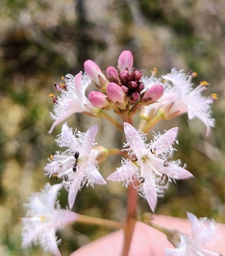 Bogbean