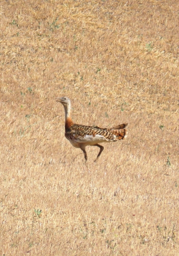 Great Bustard