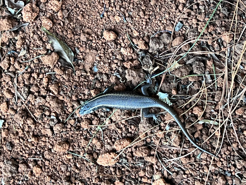 Speckled Rock Skink