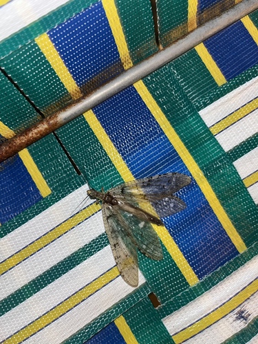 iNaturalist observation photo of Protochauliodes spenceri