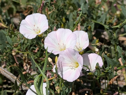 field bindweed