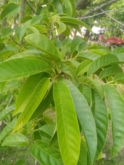 Image of Annona reticulata