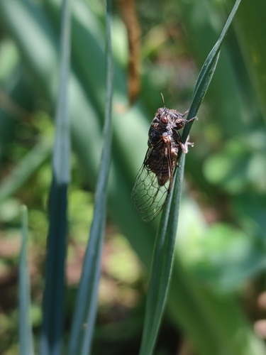 Pagiphora annulata