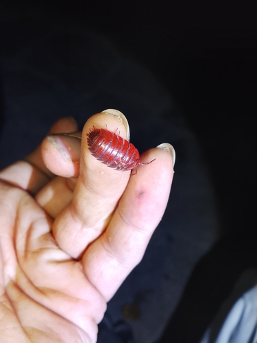 Porcellio