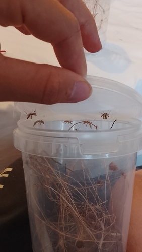 Heldreich's Dwarf Mantis
