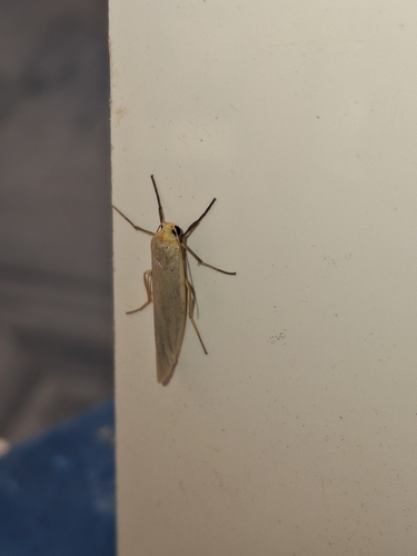 Hoary Footman
