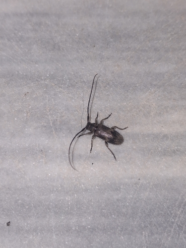 Exocentrus adspersus