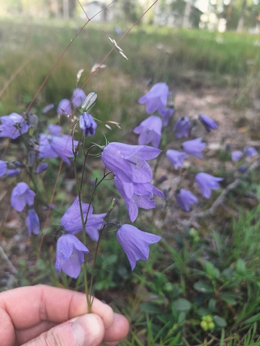 Common Harebell