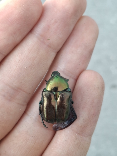 Protaetia angustata