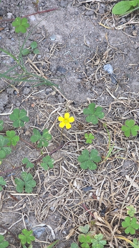 Creeping Woodsorrel