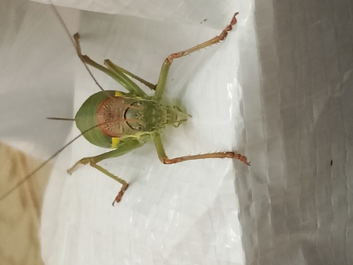 Saddle-backed Bush Cricket