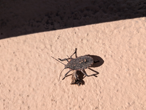 Almond Stink Bug