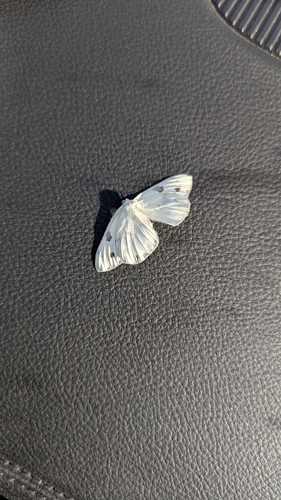 Checkered White