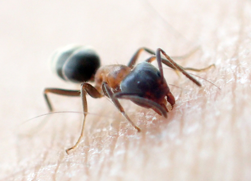 iNaturalist observation photo of Western Velvety Tree Ant